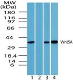 WNT5A Antibody in Western Blot (WB)