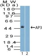 AP3M1 Antibody in Western Blot (WB)