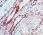 DNMT3L Antibody in Immunohistochemistry (Paraffin) (IHC (P))