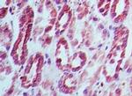 DNMT3L Antibody in Immunohistochemistry (Paraffin) (IHC (P))