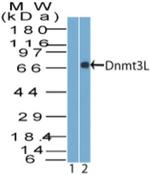 DNMT3L Antibody in Western Blot (WB)