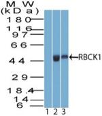 RBCK1 Antibody in Western Blot (WB)