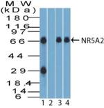 NR5A2 Antibody in Western Blot (WB)