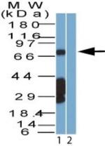 SAMHD1 Antibody in Western Blot (WB)