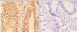 WRAP53 Antibody in Immunohistochemistry (Paraffin) (IHC (P))