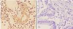 WRAP53 Antibody in Immunohistochemistry (Paraffin) (IHC (P))