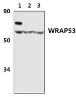 WRAP53 Antibody in Western Blot (WB)