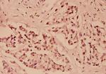 IkB epsilon Antibody in Immunohistochemistry (Paraffin) (IHC (P))