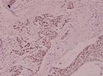 MCM5 Antibody in Immunohistochemistry (Paraffin) (IHC (P))