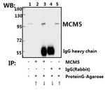 MCM5 Antibody in Immunoprecipitation (IP)