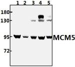 MCM5 Antibody in Western Blot (WB)