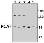 PCAF Antibody in Western Blot (WB)