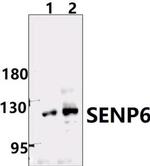 SENP6 Antibody in Western Blot (WB)