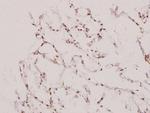 UBE1L Antibody in Immunohistochemistry (Paraffin) (IHC (P))