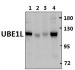 UBE1L Antibody in Western Blot (WB)