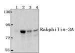 RPH3A Antibody in Western Blot (WB)