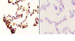 RAD52 Antibody in Immunohistochemistry (Paraffin) (IHC (P))