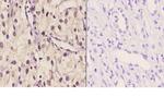 TBX1 Antibody in Immunohistochemistry (Paraffin) (IHC (P))