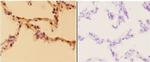 Aldolase A Antibody in Immunohistochemistry (Paraffin) (IHC (P))