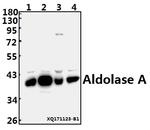 Aldolase A Antibody in Western Blot (WB)