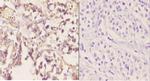 CYP2A13 Antibody in Immunohistochemistry (Paraffin) (IHC (P))