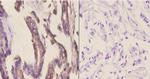 CYP2A13 Antibody in Immunohistochemistry (Paraffin) (IHC (P))