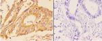 Adenylate Cyclase 5/6 Antibody in Immunohistochemistry (Paraffin) (IHC (P))