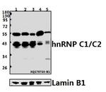 hnRNP C1/C2 Antibody in Western Blot (WB)