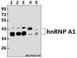 hnRNP A1 Antibody in Western Blot (WB)