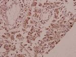 Glycerol kinase Antibody in Immunohistochemistry (Paraffin) (IHC (P))