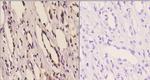 14-3-3 eta Antibody in Immunohistochemistry (Paraffin) (IHC (P))