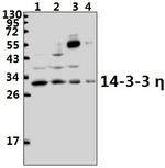 14-3-3 eta Antibody in Western Blot (WB)