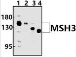 MSH3 Antibody in Western Blot (WB)