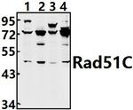 RAD51C Antibody in Western Blot (WB)