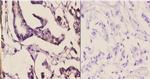 MAPK15 Antibody in Immunohistochemistry (Paraffin) (IHC (P))