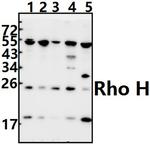 RhoH Antibody in Western Blot (WB)