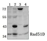 RAD51D Antibody in Western Blot (WB)