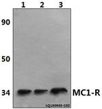 MC1R Antibody in Western Blot (WB)