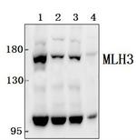 MLH3 Antibody in Western Blot (WB)