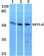 NPY5R Antibody in Western Blot (WB)