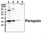 RRH Antibody in Western Blot (WB)