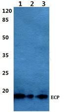 RNASE3 Antibody in Western Blot (WB)