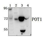 POT1 Antibody in Western Blot (WB)