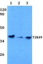 TAS2R20 Antibody in Western Blot (WB)