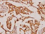 NOC2L Antibody in Immunohistochemistry (Paraffin) (IHC (P))