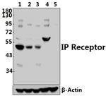 PTGIR Antibody in Western Blot (WB)