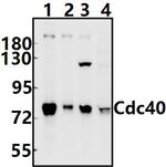 Cdc40 Antibody in Western Blot (WB)