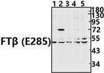 FNTB Antibody in Western Blot (WB)