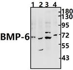 BMP-6 Antibody in Western Blot (WB)