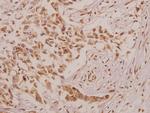 DEFA4 Antibody in Immunohistochemistry (Paraffin) (IHC (P))